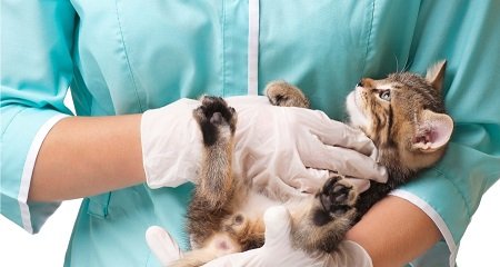 médecine vétérinaire