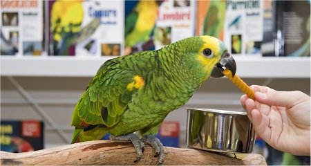 articles zoologiques